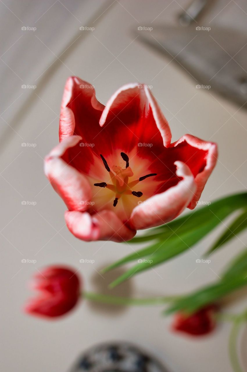 tulip