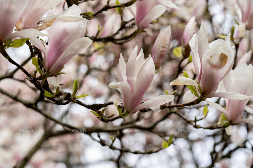 Magnolia