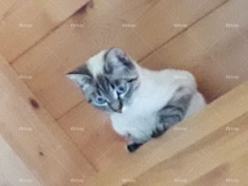 my cat under the roof