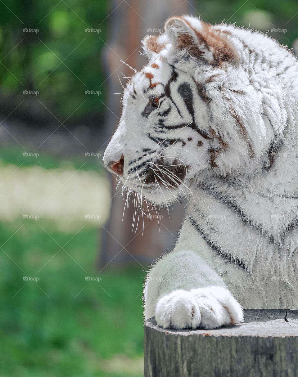 The Spirit animal. Symbolism and meaning.