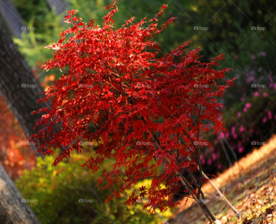 red tree japanese sunlight by lightanddrawing