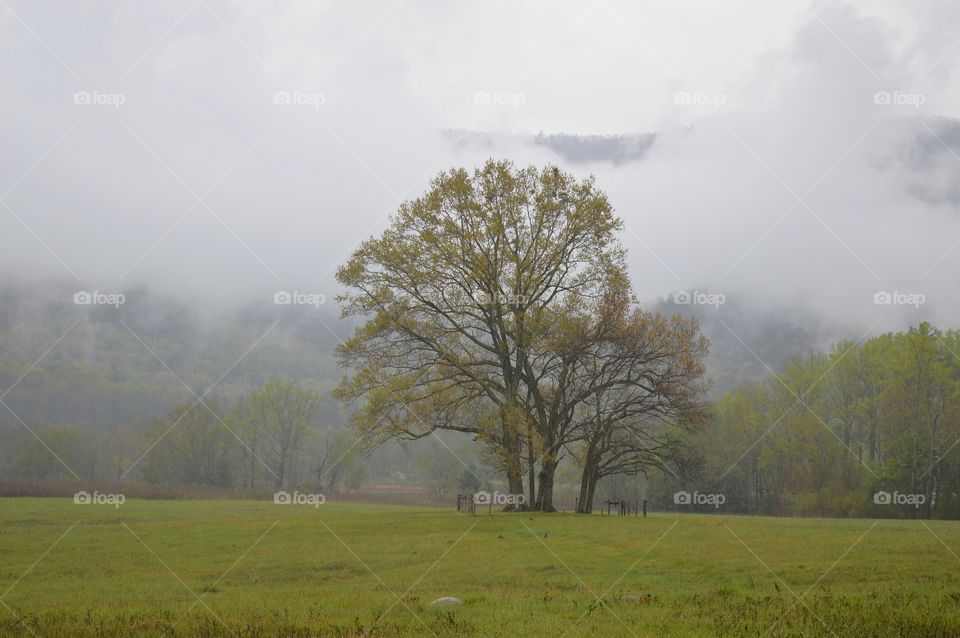 Lone tree in fog