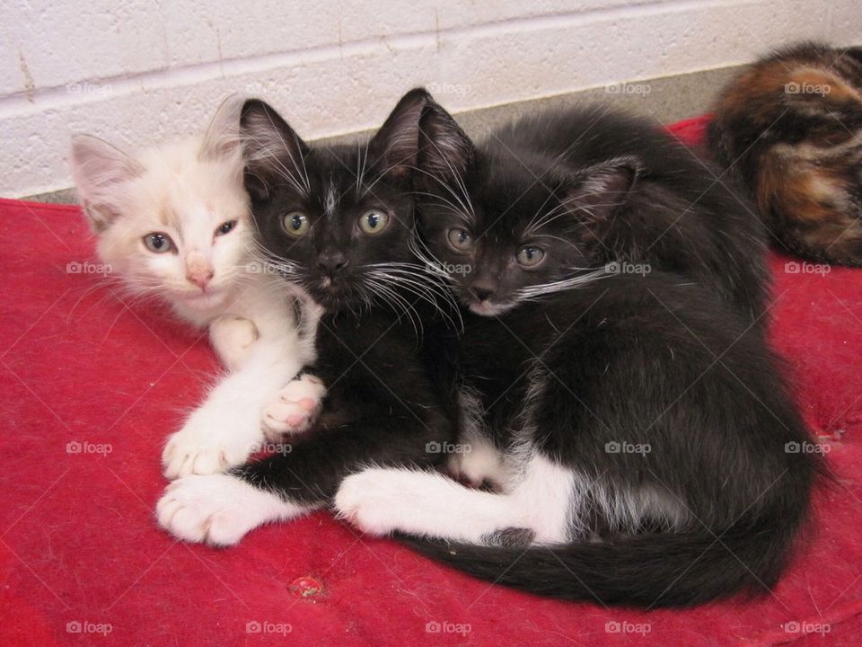 Three kittens