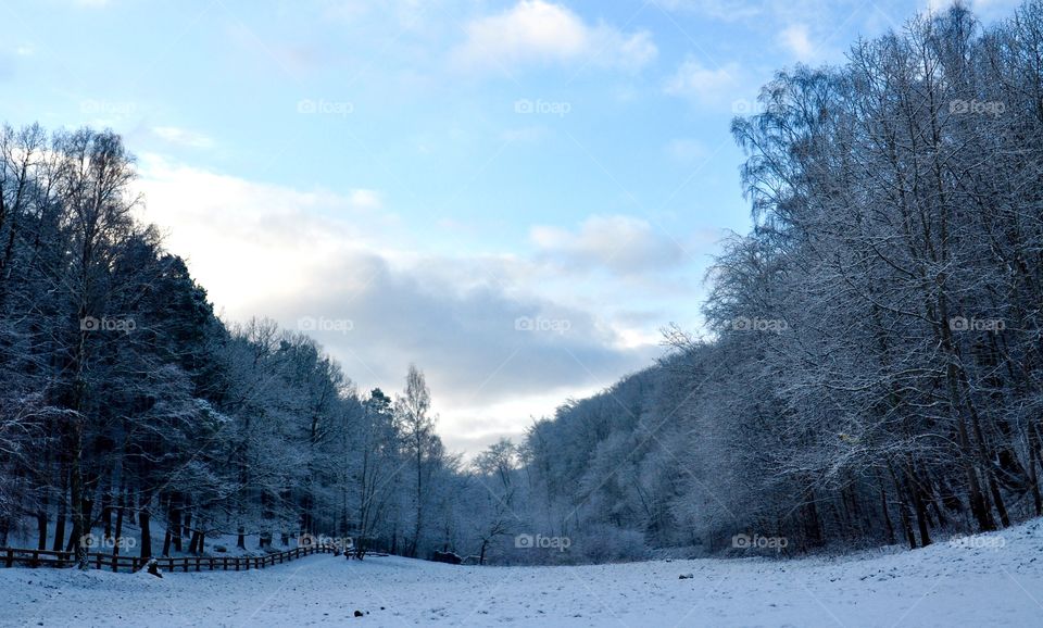 Snow, Winter, Cold, Frost, Wood