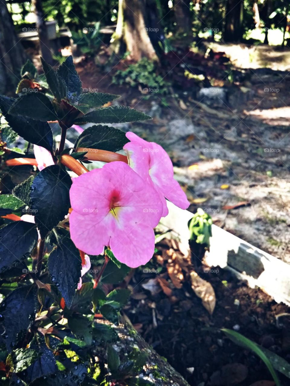 Simpáticas flores que enfeitam o dia.