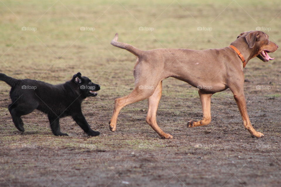 It was dog park time today and it was very busy! This black puppy quietly followed all the dogs around trying to get in on some of the playtime.  At only 9 weeks old he was feeling a little overwhelmed by all the high energy dogs!!! 