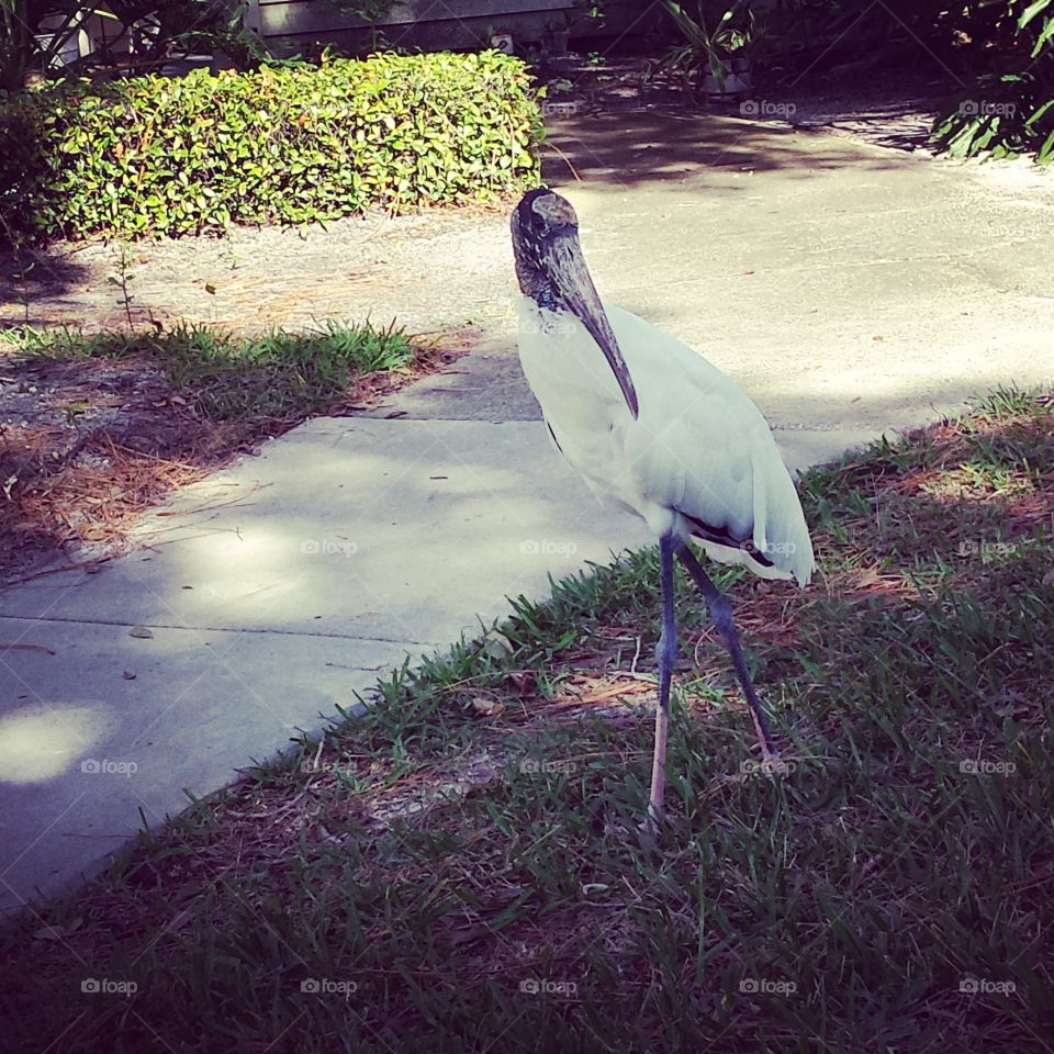 Wood Stork Posing