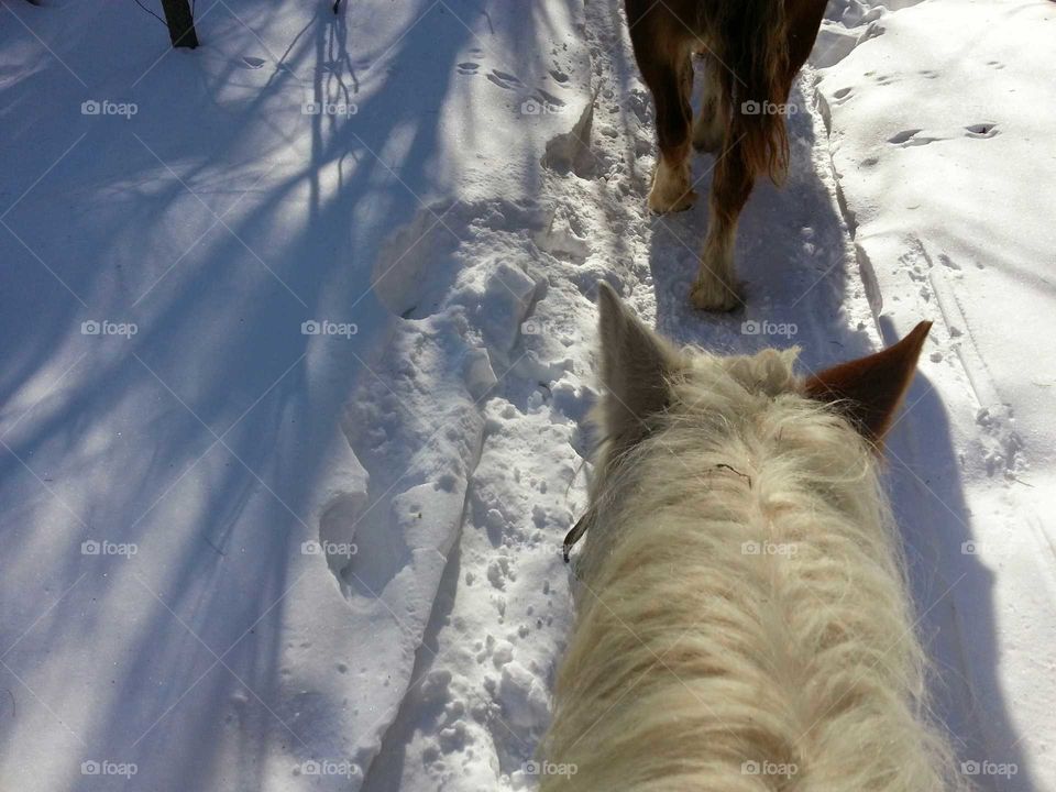 Horseback riding in the forest during winter