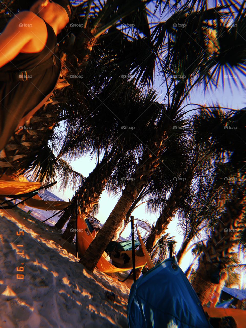 Palm trees & hammocks 