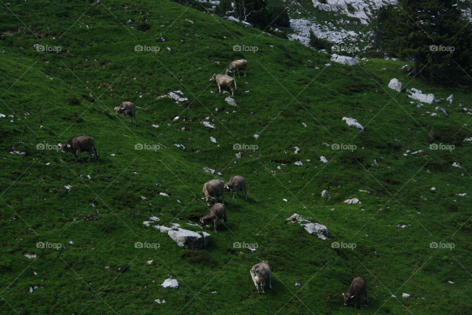 A herd of cattle on the ride up to Mount Pilatus in Switzerland.