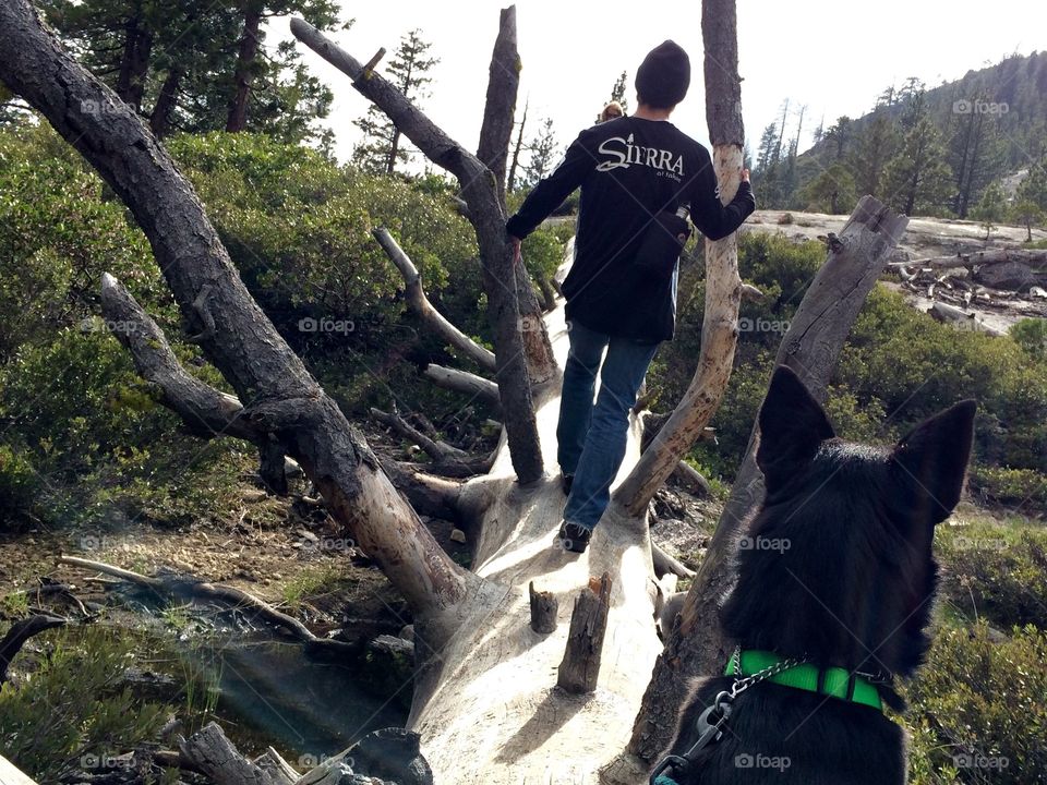 Dog and man on a tree