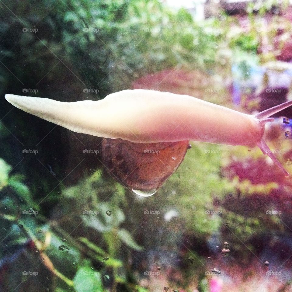 Underside of snail