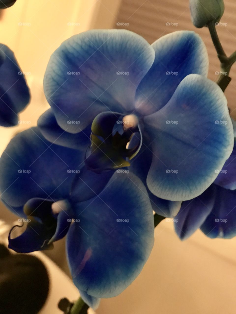 Beautiful blue orchid!