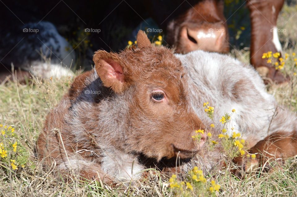 Calf resting