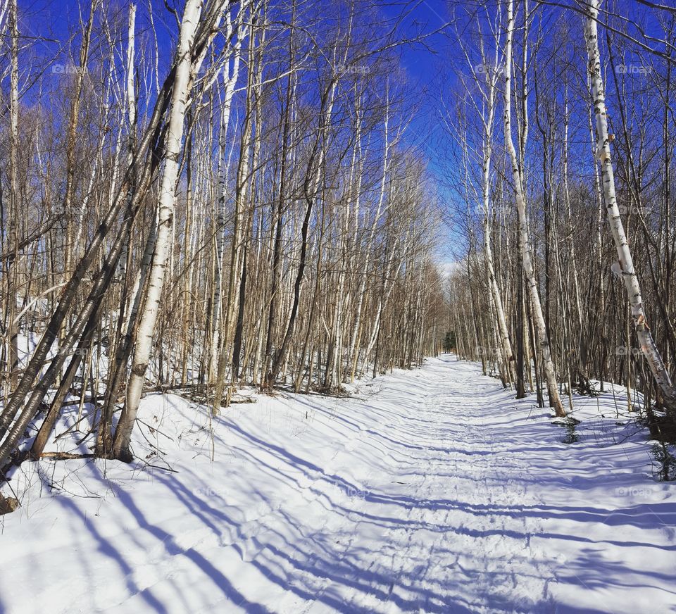 Winter Woods Wonderland