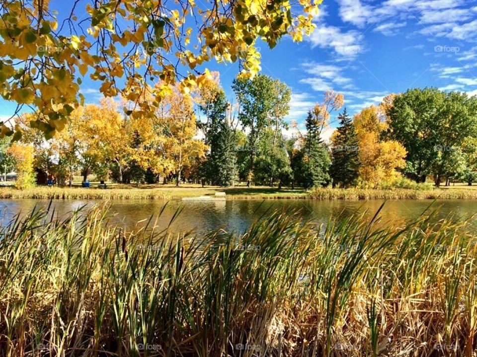 Fall at the lake in the park 