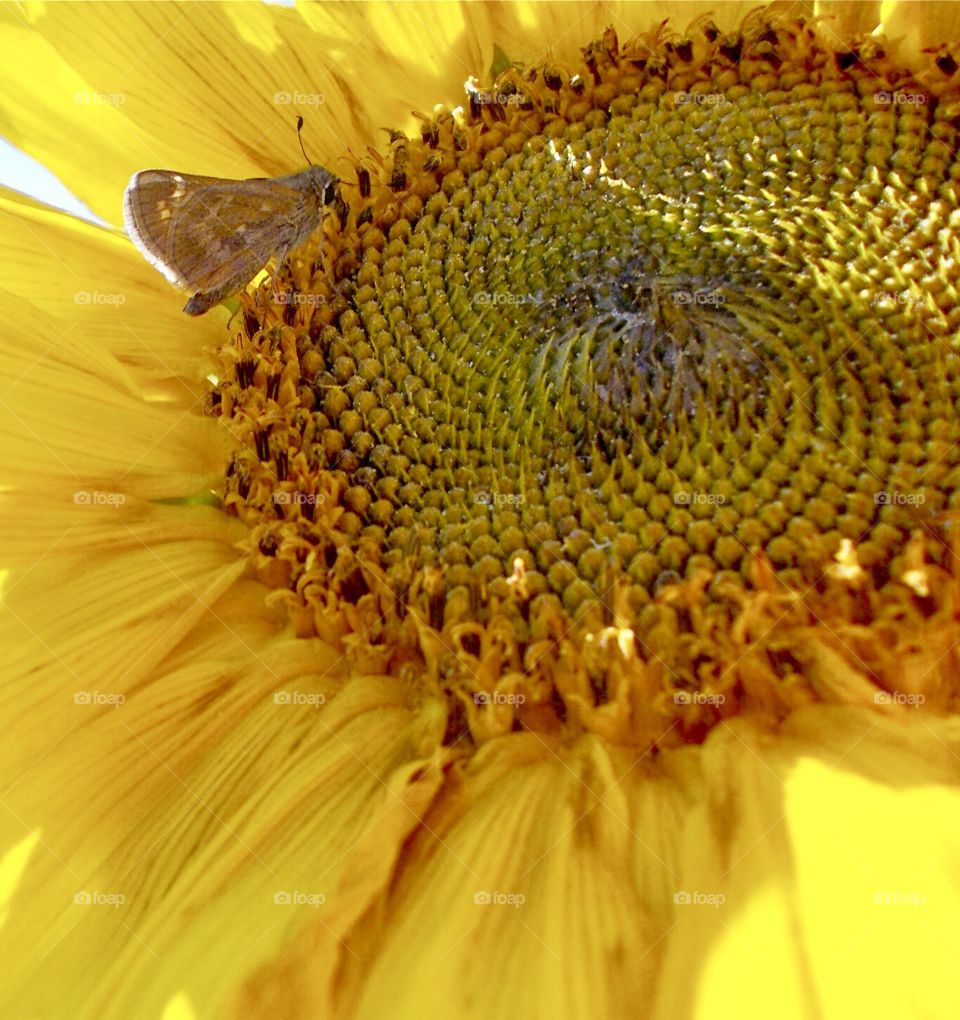 Beautiful Macro Shots