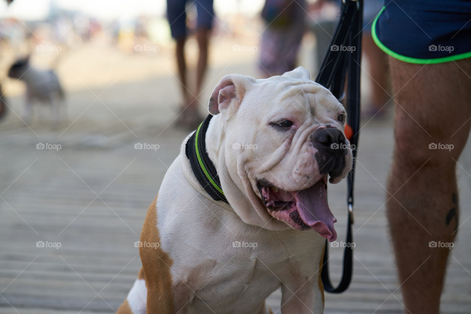 Bulldog camino a la playa