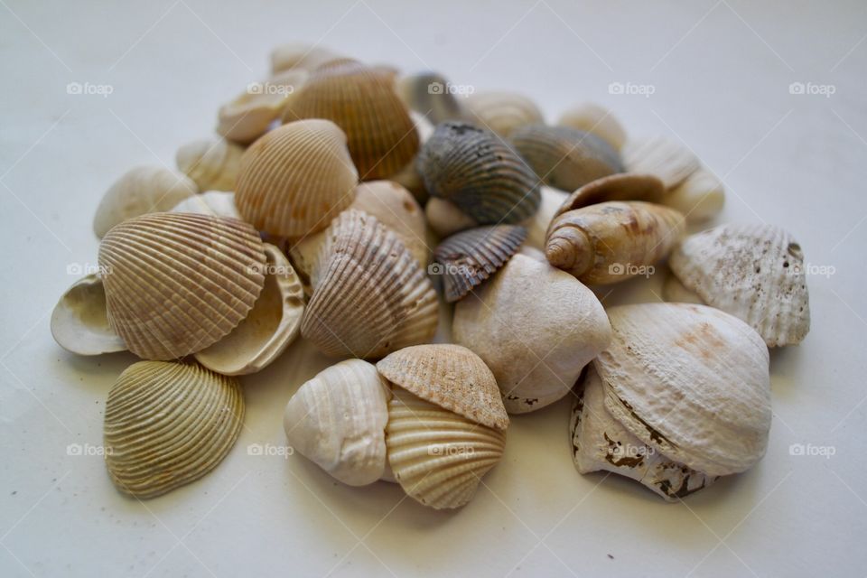 Seashells on white background