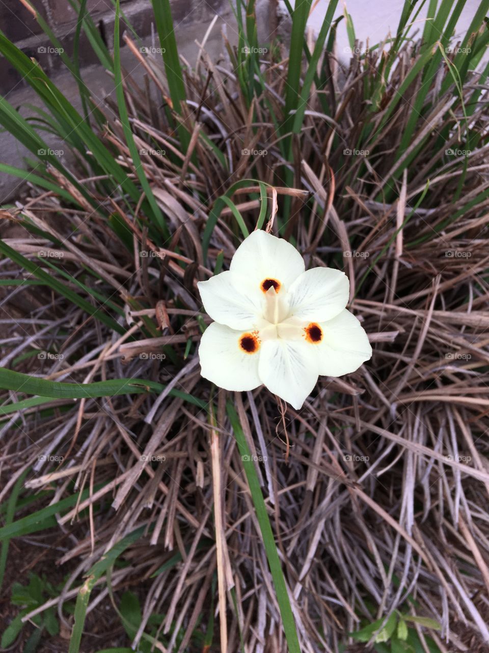 Just another flower picture for Foap 