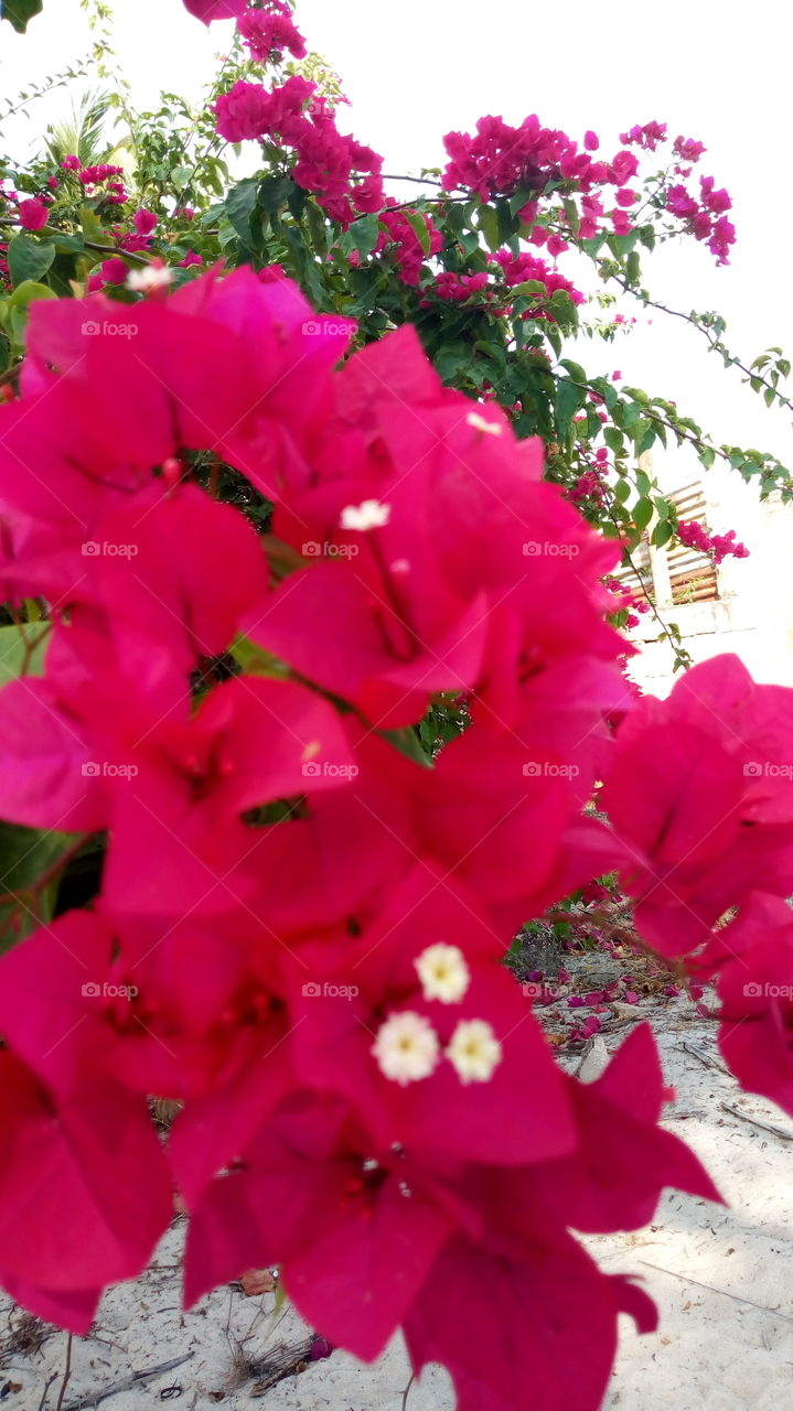 full blooming flowers