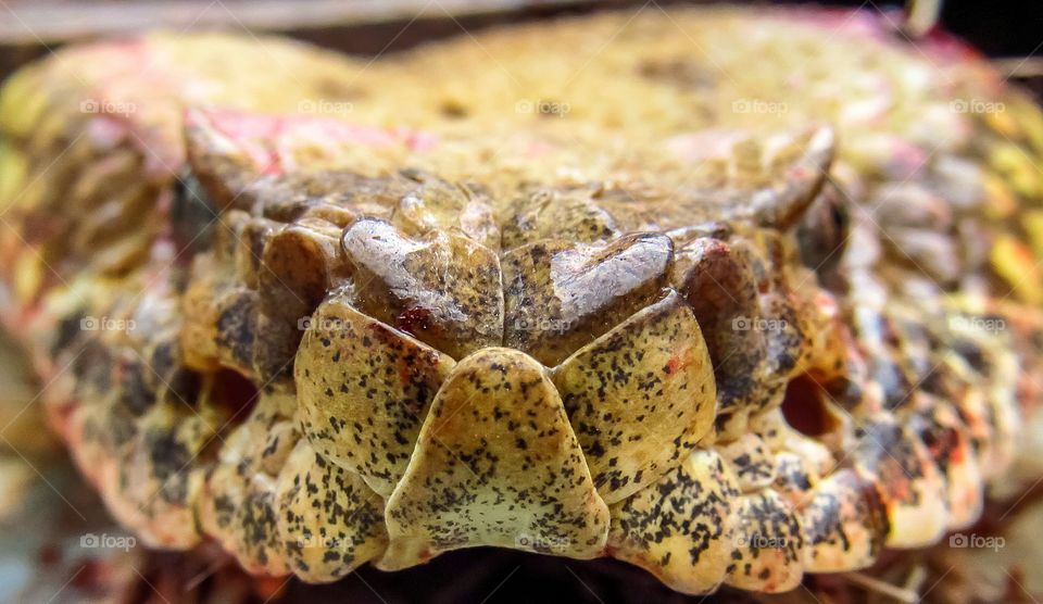 close up head of rattlesnake looking at camera