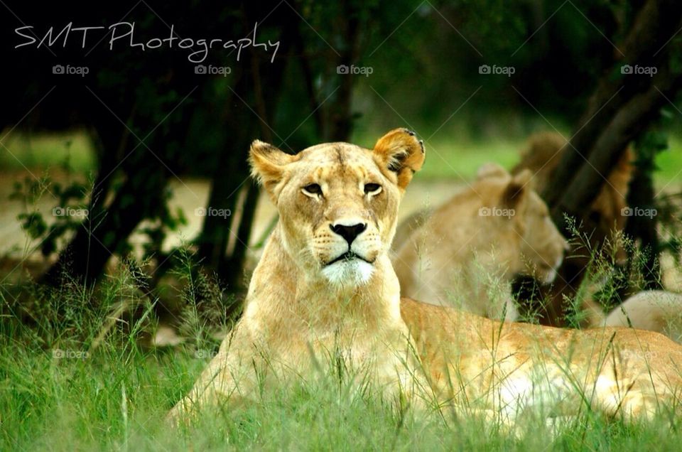#2 in my series "I shoot lions with a camera not a rifle" 