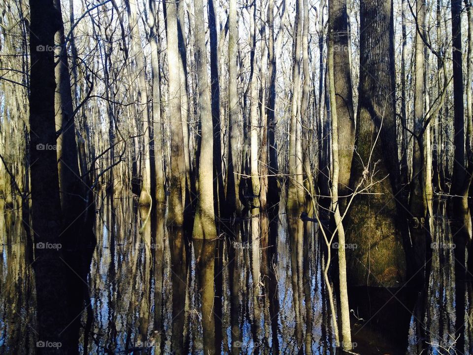 Swamp and trees