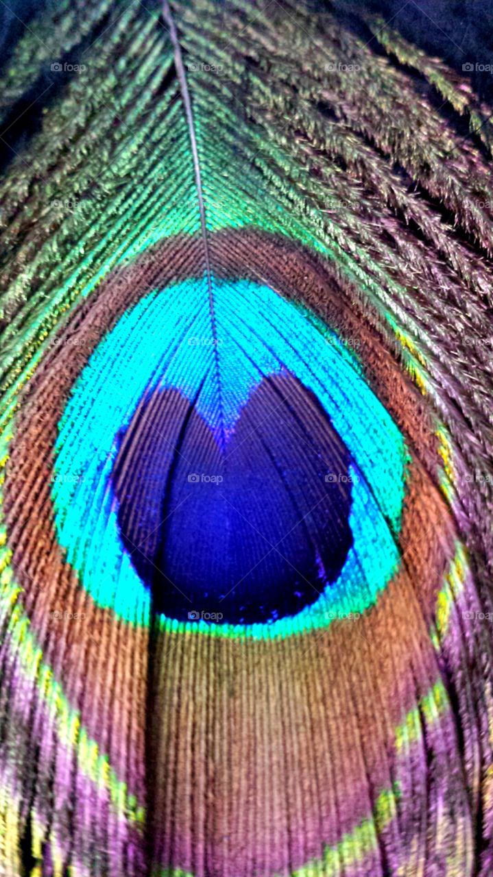 upside down peacock feather