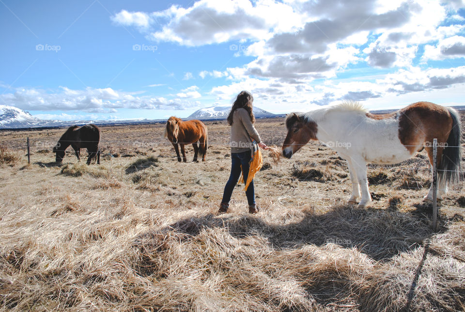 Greeting horses