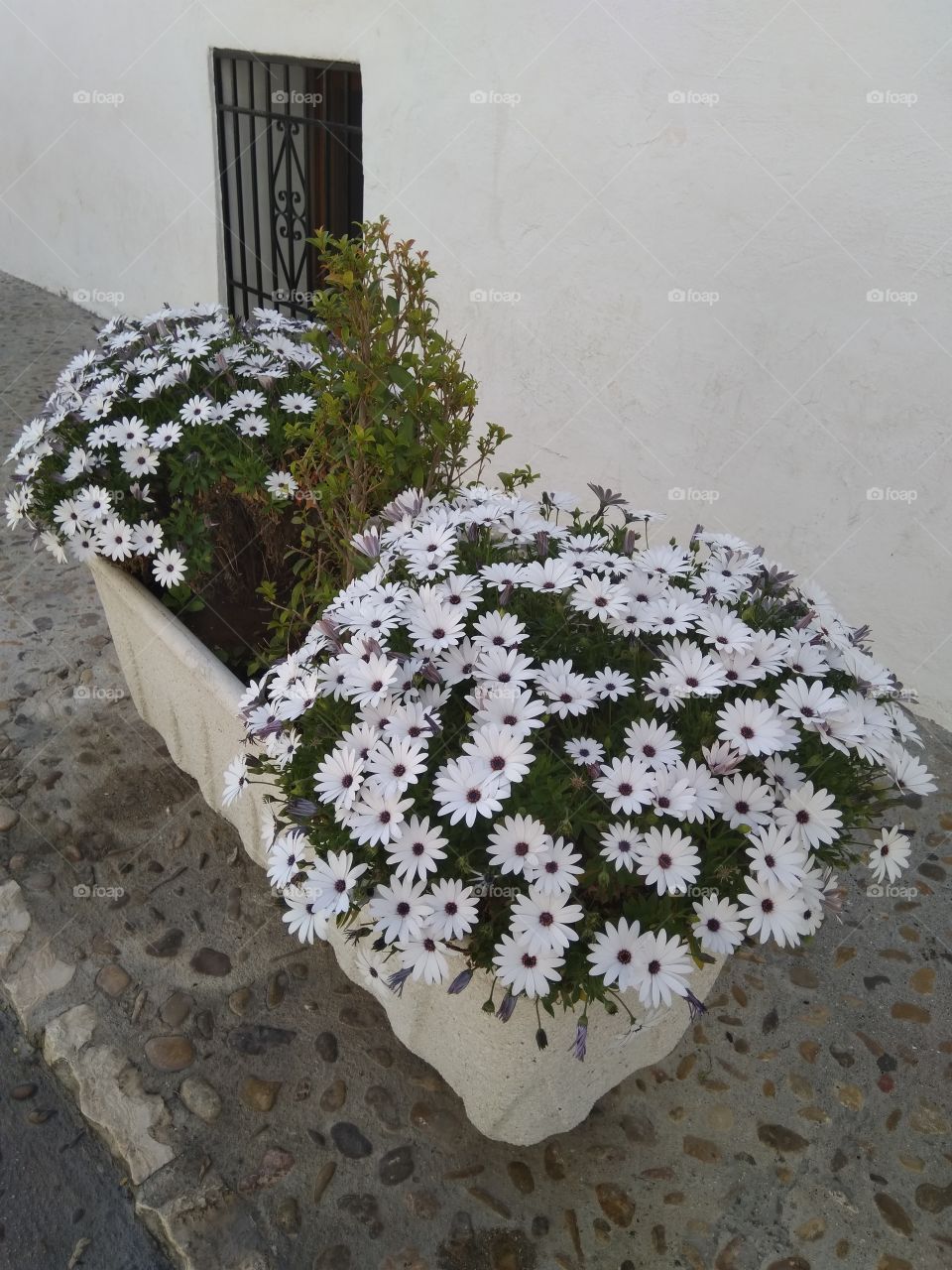 White flower
