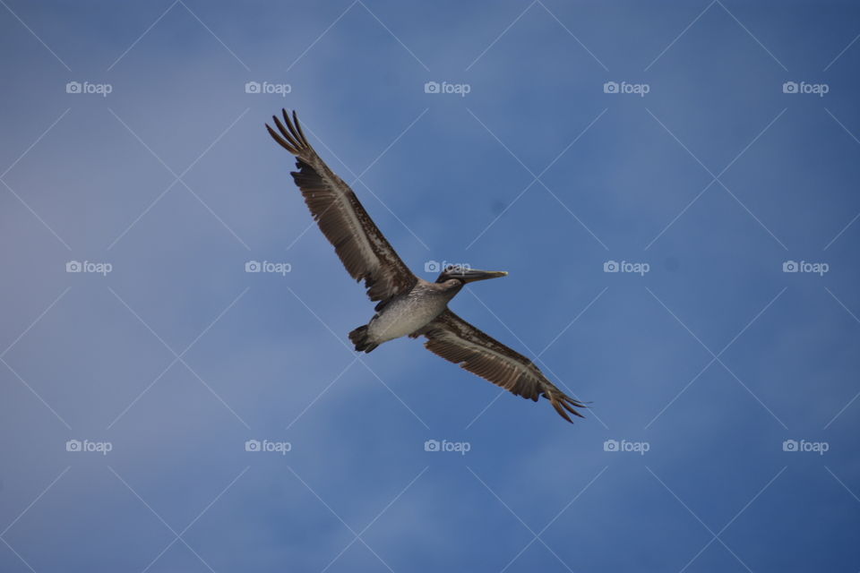 brown pelican at assateague maryland summer time