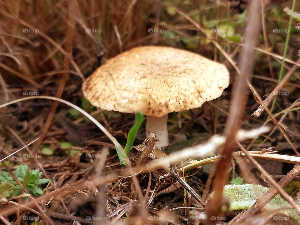 edible mushrooms One-barrel among the grass, after an autumn rain in a meadow!