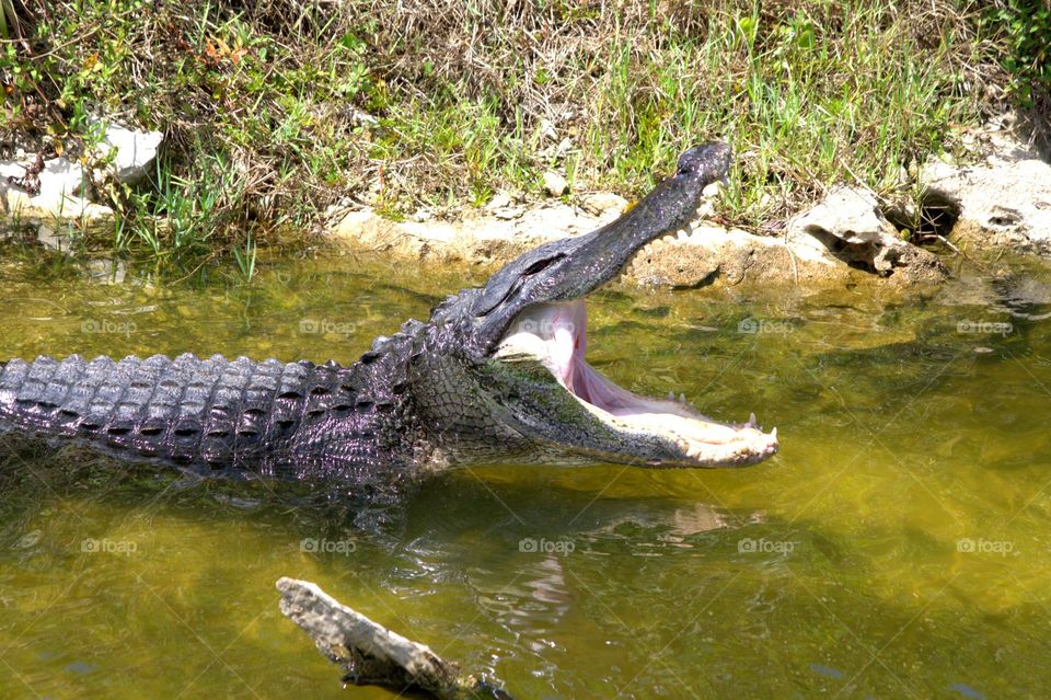 alligator in the pond showing off what big teeth he has by keeping his mouth open wide