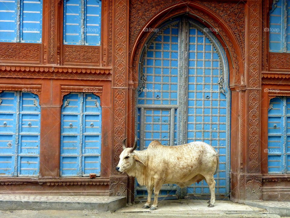 cow in fronte of the blue door in india