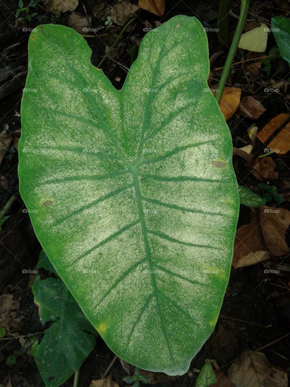 Leaf