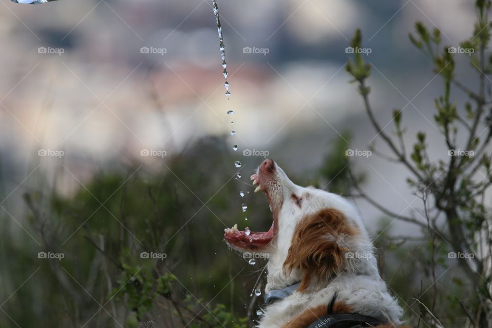 drinking dog