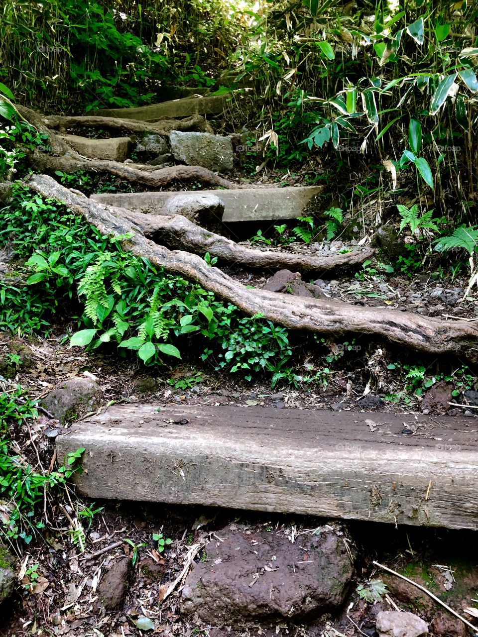 Stairs going through the rainforest on the side of the volcano Mt. Hallasan. 