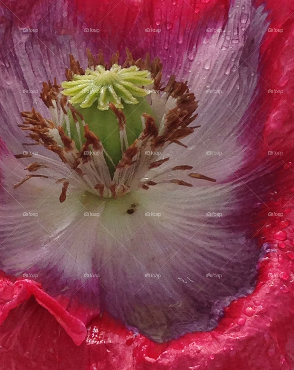 Pistil of life.... Random opportunity after a rainstorm on a journey home... 