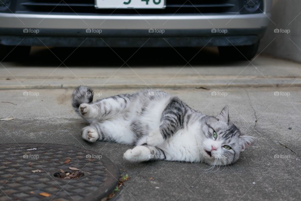 The street cat