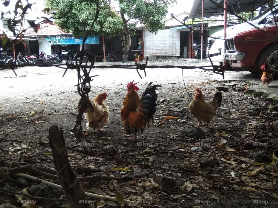 ayam