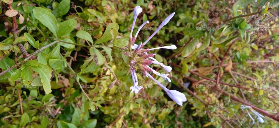 beautiful flower , purple branch