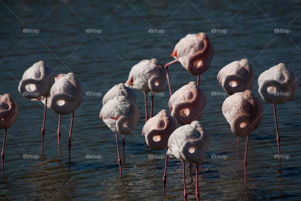 Flamingo birds sleeping 