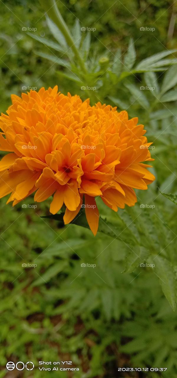 A yellow colour flower in the garden