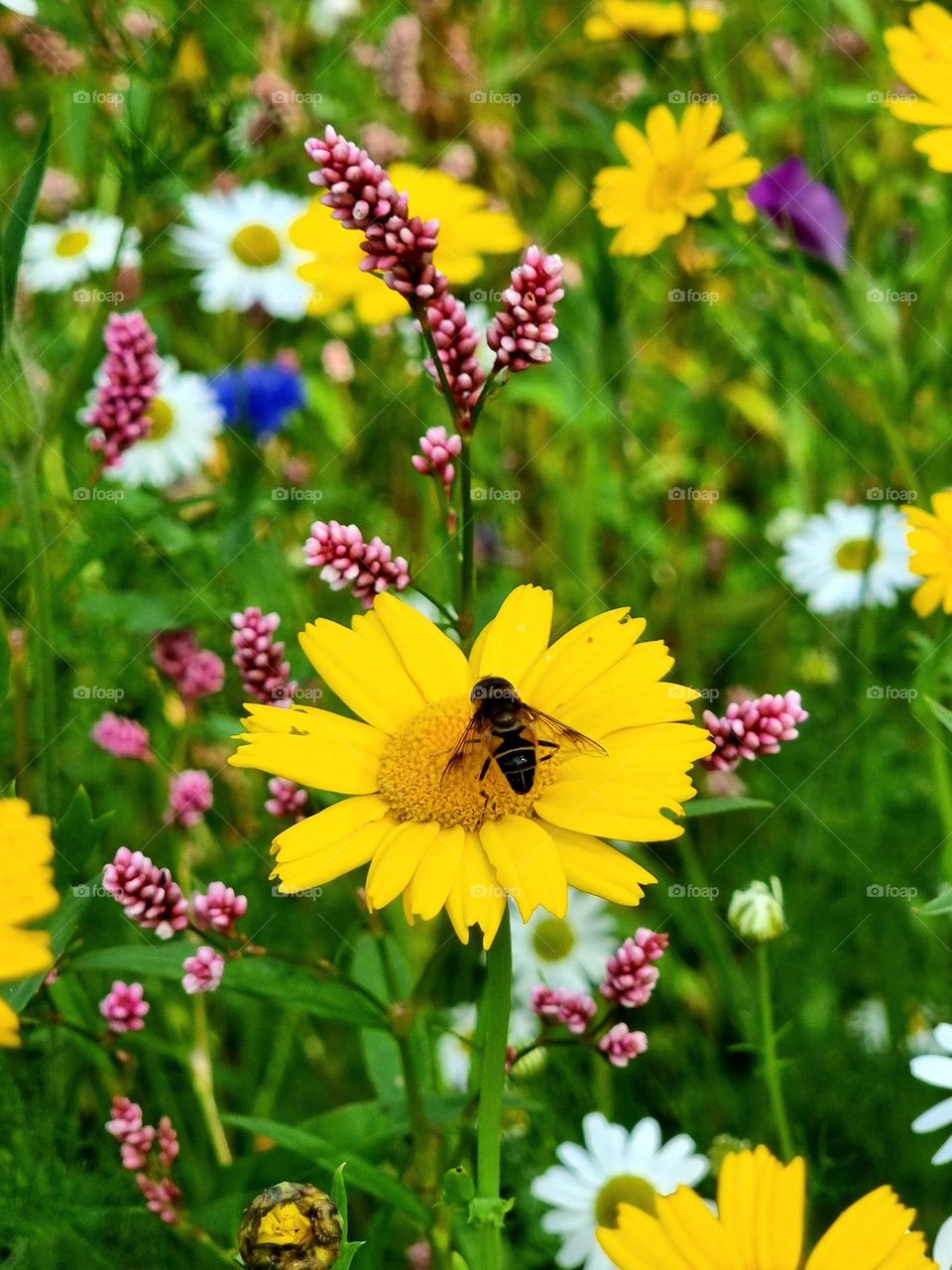 Flowers and Honeybee