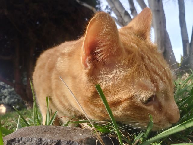 An orange cat named Butterbean, enjoying the day 😻