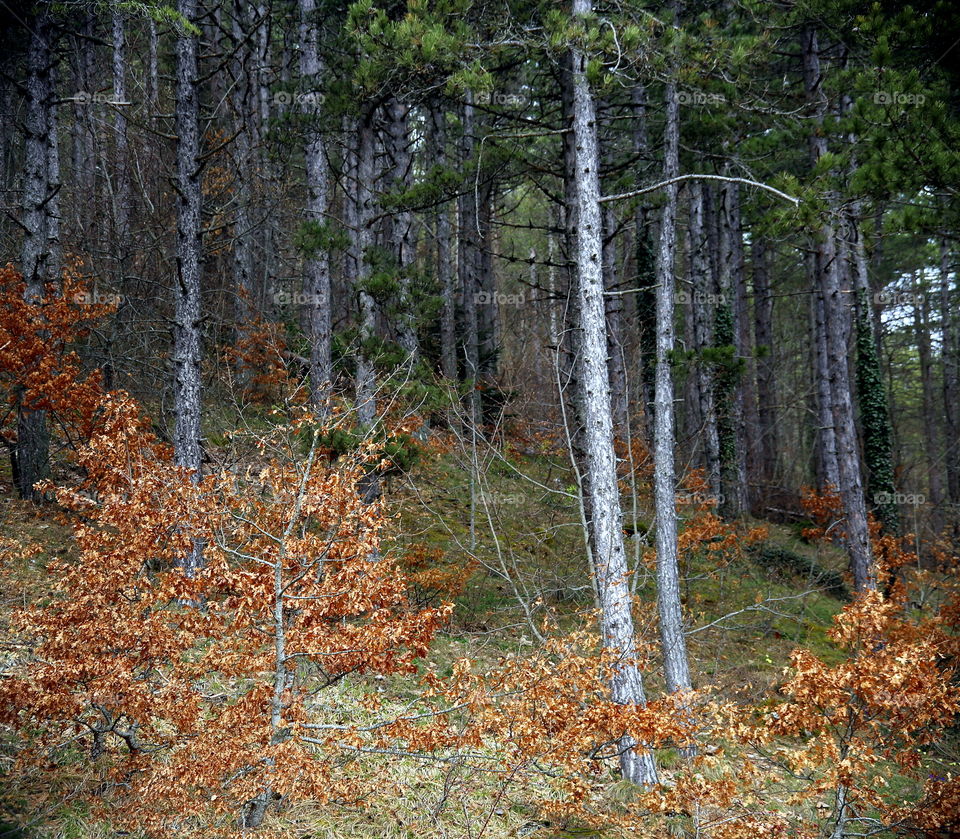 Trunks and bushes colors in the autumn al woods