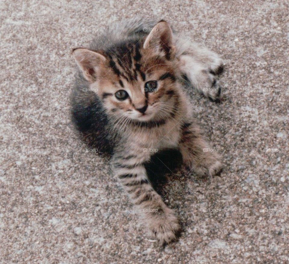 Cute tabby kitten