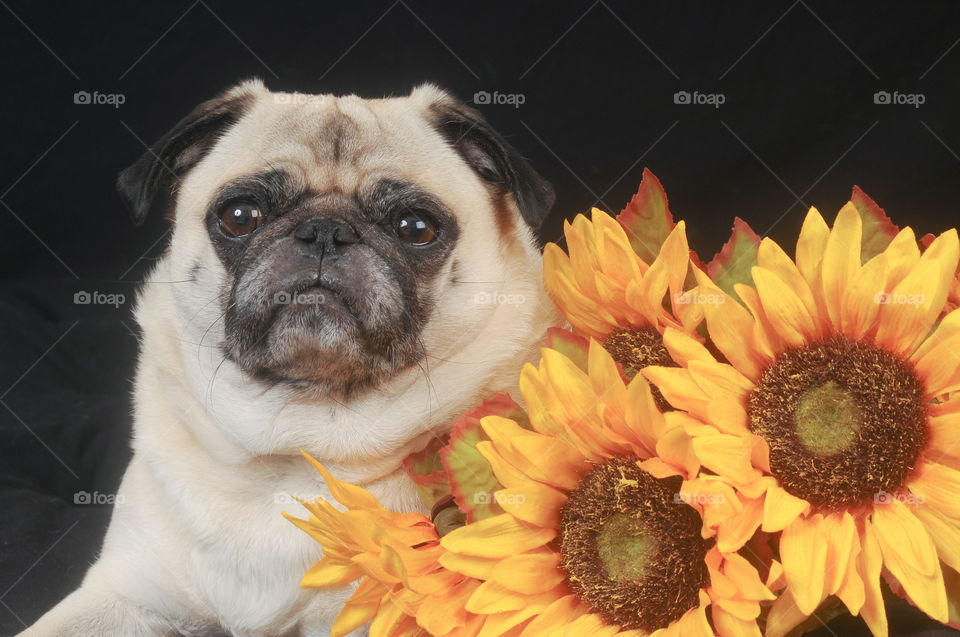 Pug with sunflowers