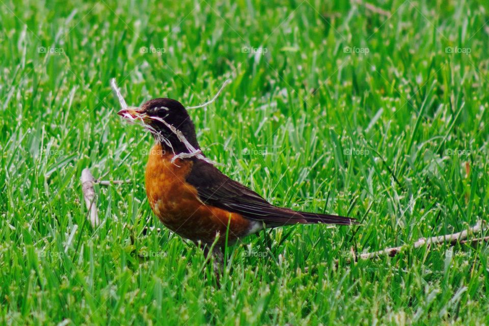 A robin gathers nesting materials